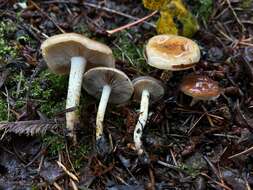 Imagem de Pholiota brunnescens A. H. Sm. & Hesler 1968