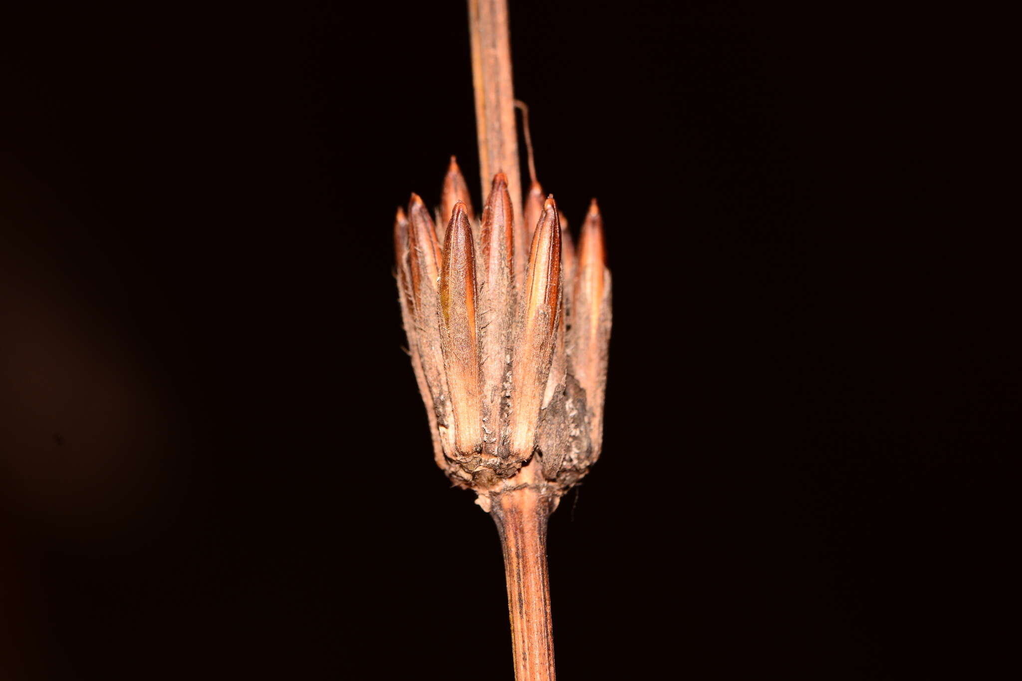 Imagem de Hygrophila ringens (L.) R. Br.