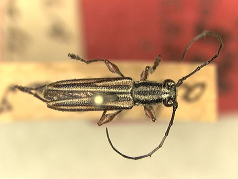 Image of <i>Iresioides aldabrensis</i> (Linell 1897)