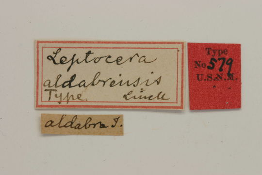 Image of <i>Iresioides aldabrensis</i> (Linell 1897)