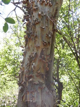 Image de Salta triflora (Griseb.) Adr. Sanchez