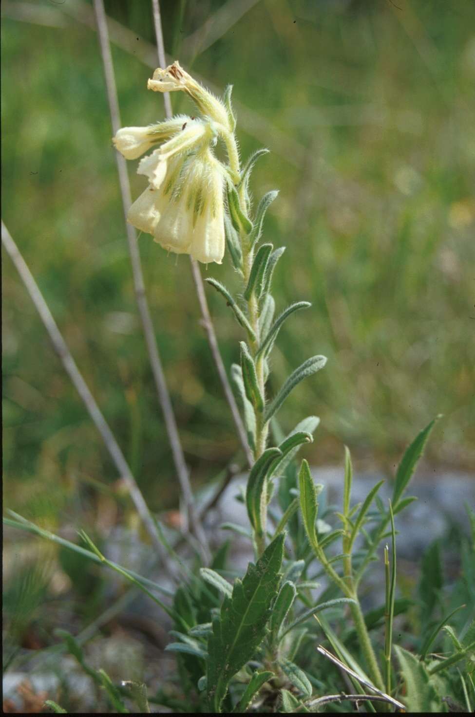 Image of onosma