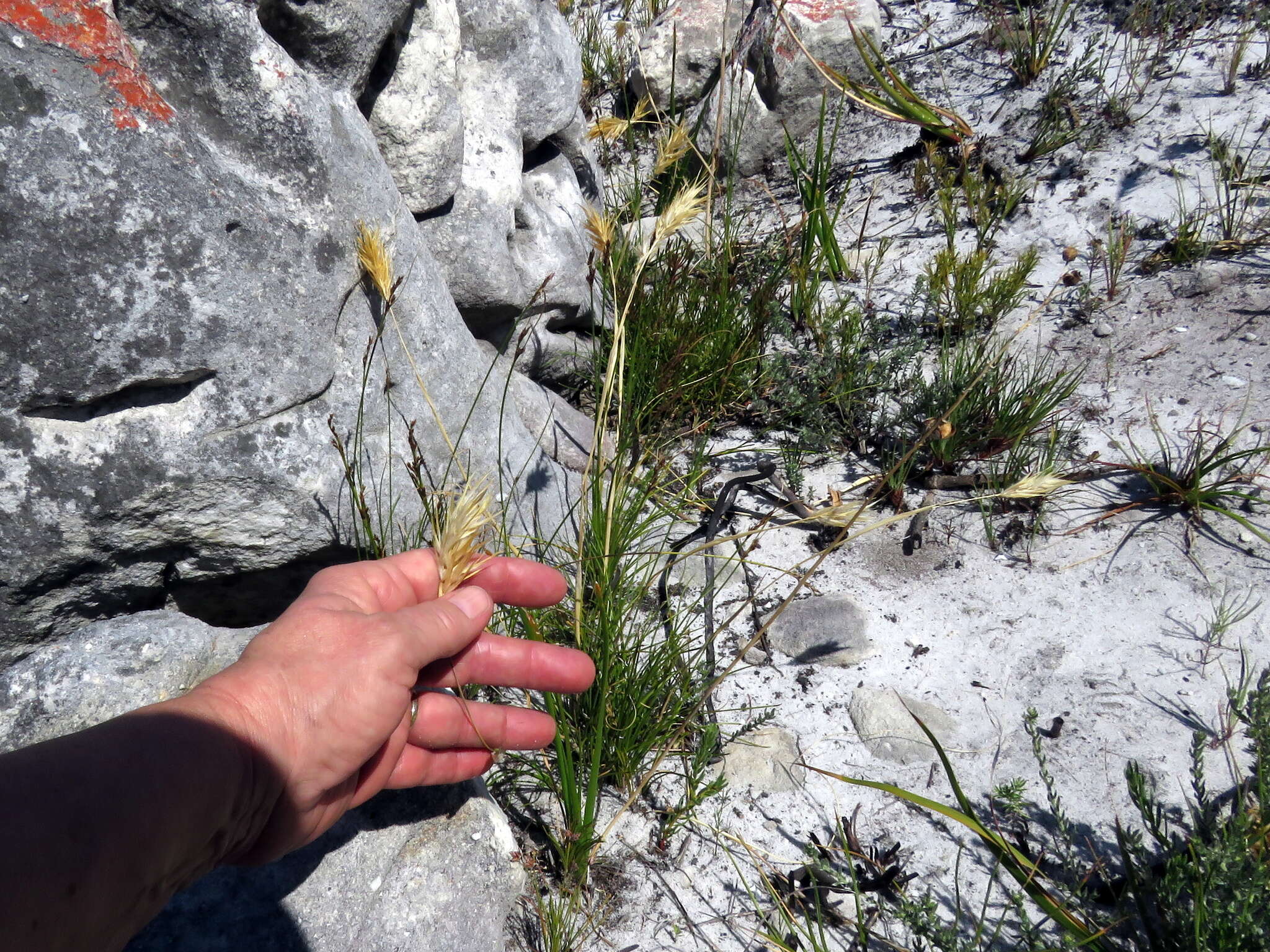 Imagem de Geochloa rufa (Nees) N. P. Barker & H. P. Linder