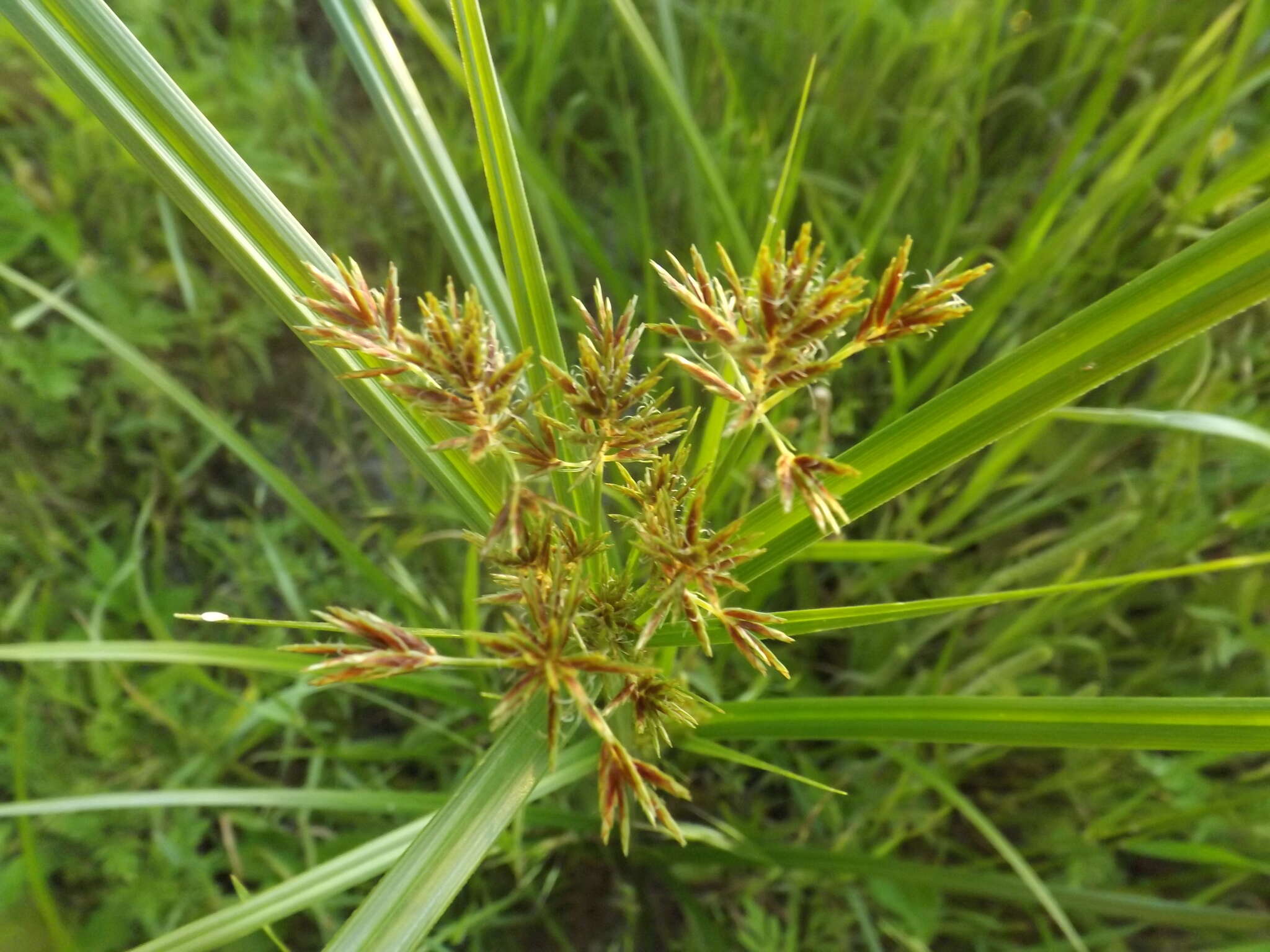 Image of Lean Flat Sedge