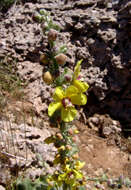 Image of Verbascum damascenum Boiss.