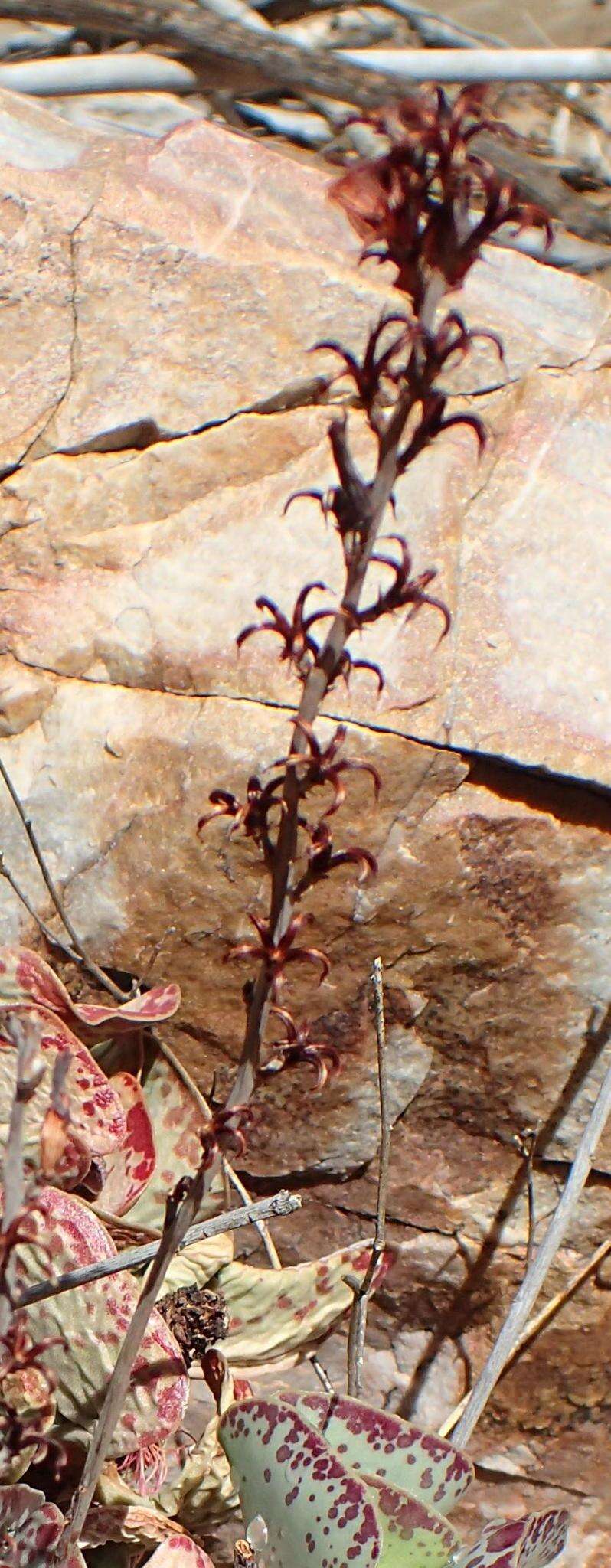 Sivun Adromischus triflorus (L. fil.) Berger kuva