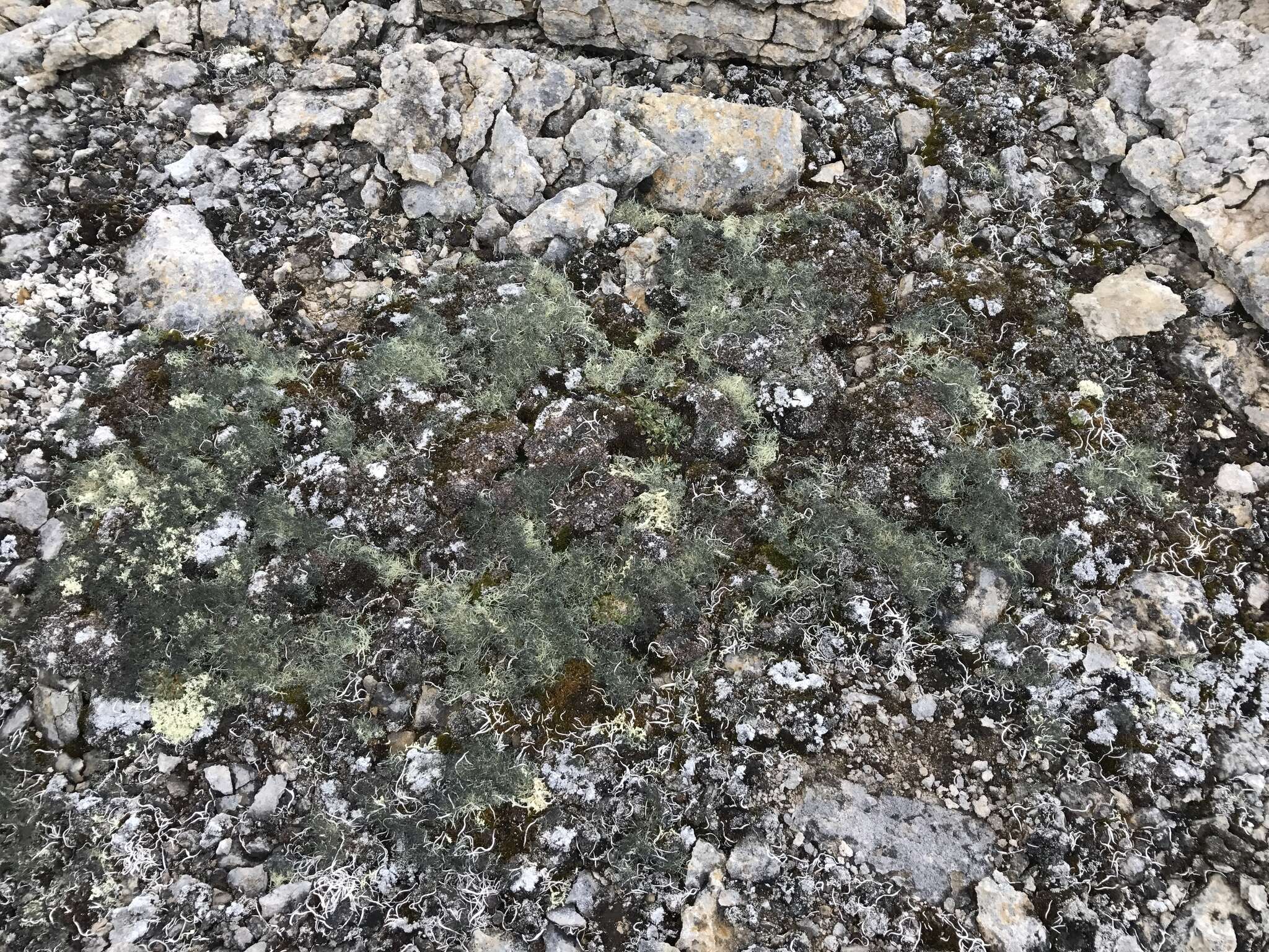 Image of witch's hair lichen