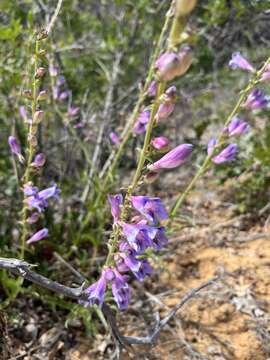 Image of southwestern beardtongue