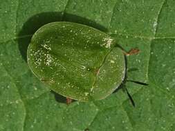 Image of Cassida (Odontionycha) viridis Linnaeus 1758