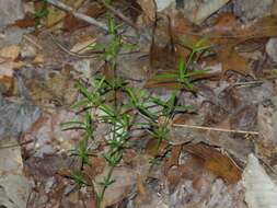 Image of One-Flower Bedstraw