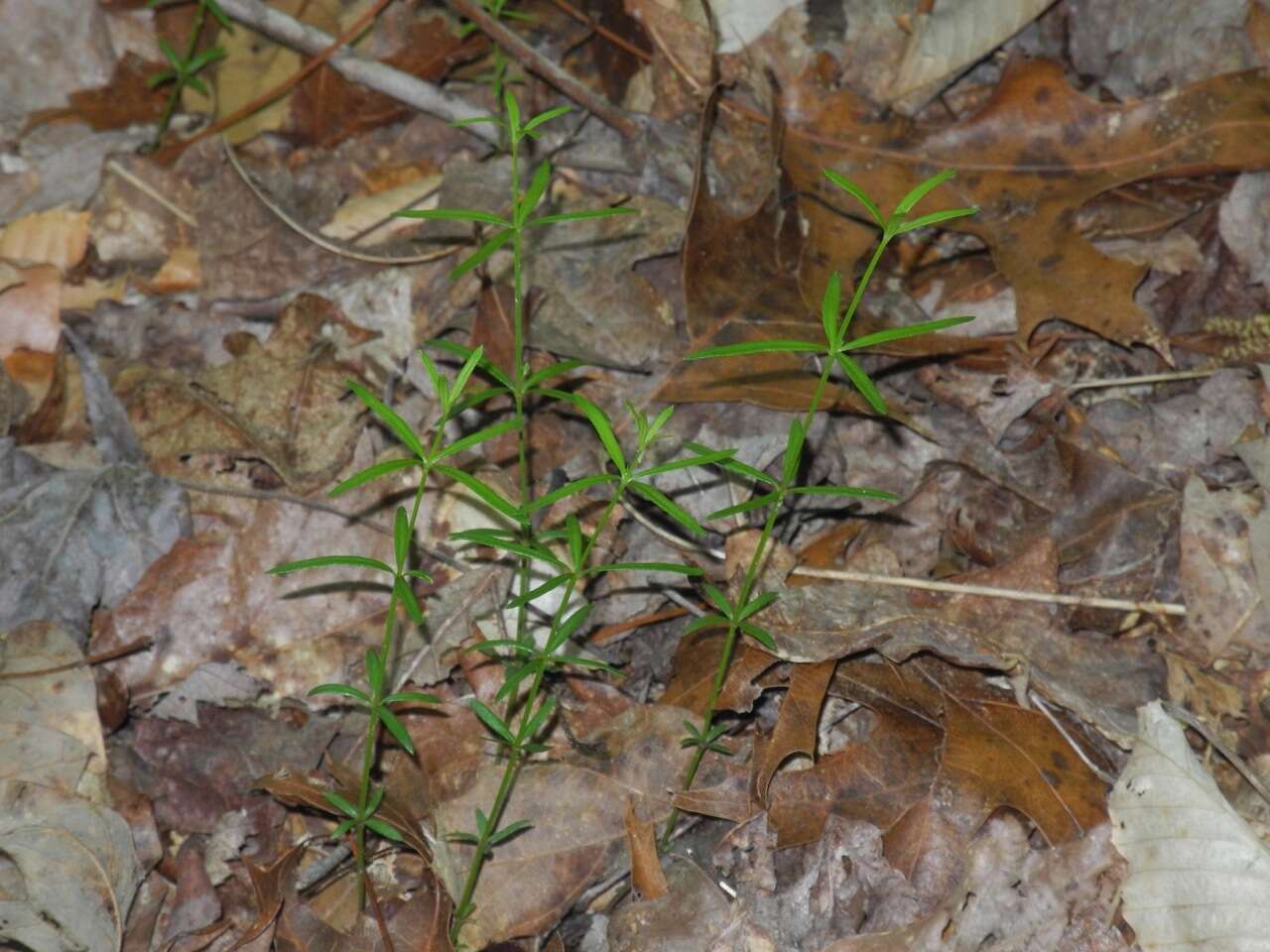 Plancia ëd Galium uniflorum Michx.