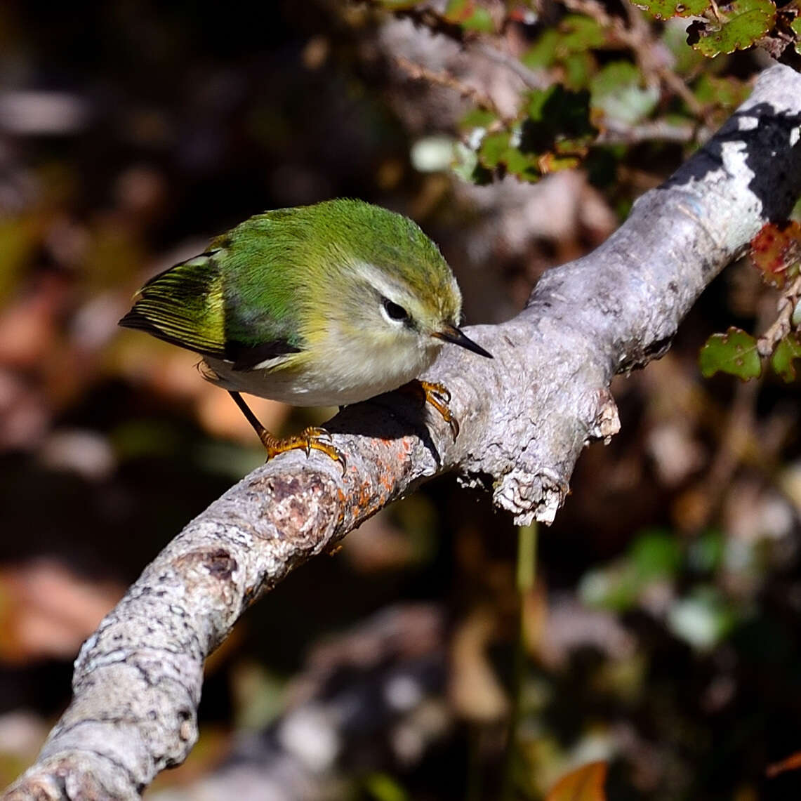 Acanthisitta chloris granti Mathews & Iredale 1913 resmi