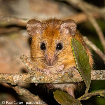 Image of Brants's African Climbing Mouse -- Brant's Climbing Mouse
