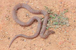 Image of Loos Snake