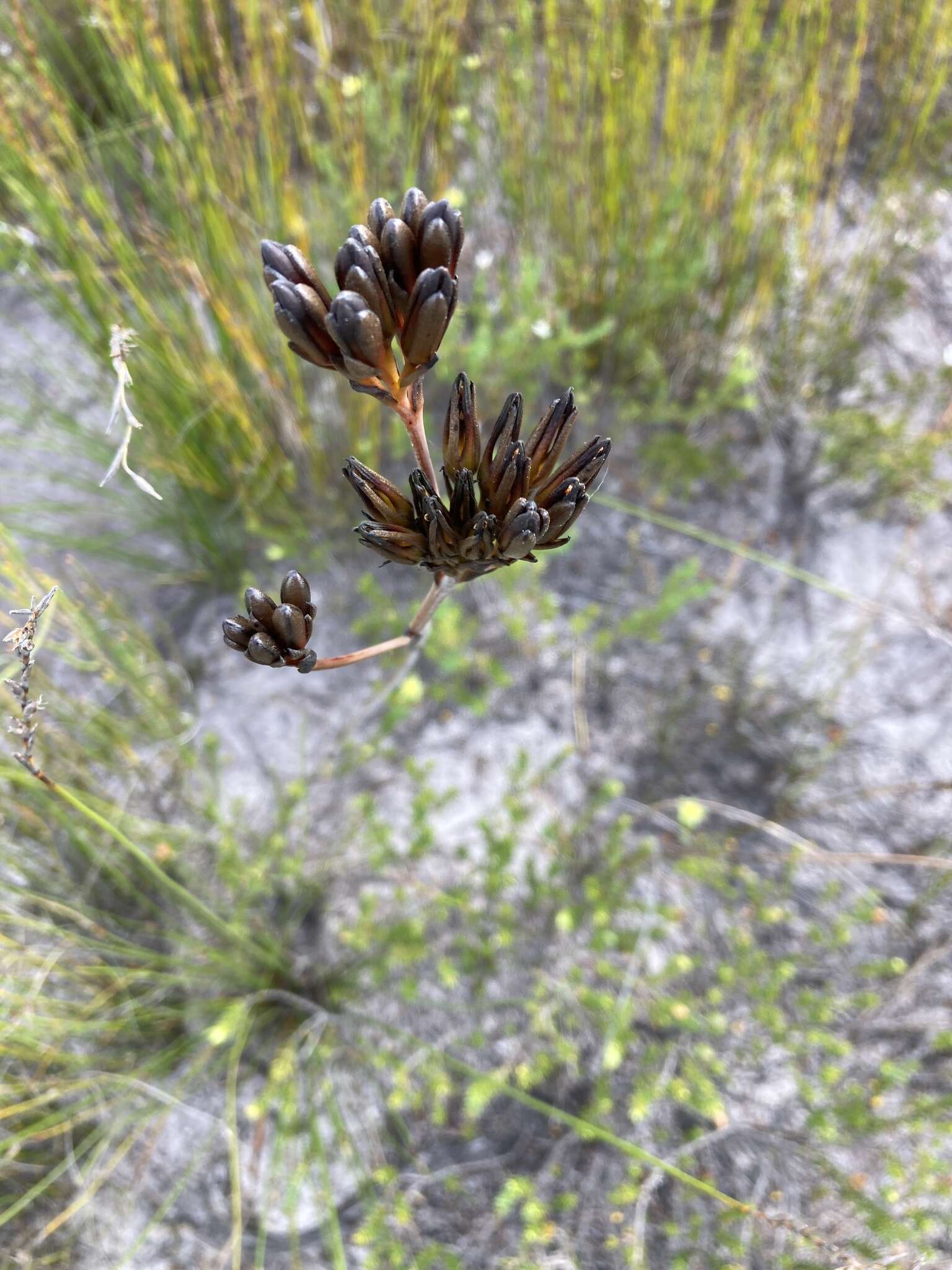 Image of Haemodorum planifolium R. Br.