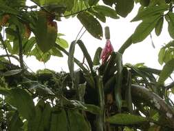 Image of Aechmea mariae-reginae H. Wendl.