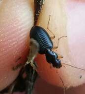 Image of Ground beetle