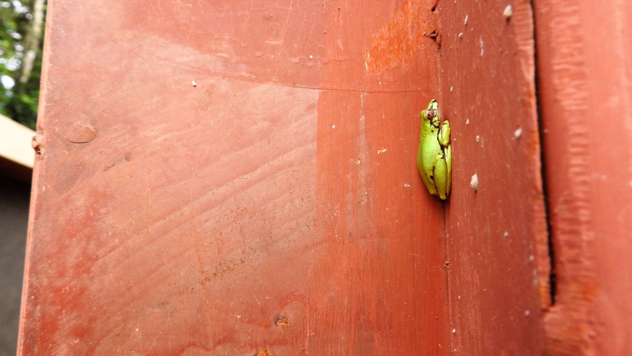 Image of Cinnamon-bellied Reed Frog