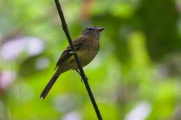 Image of Black-billed Flycatcher