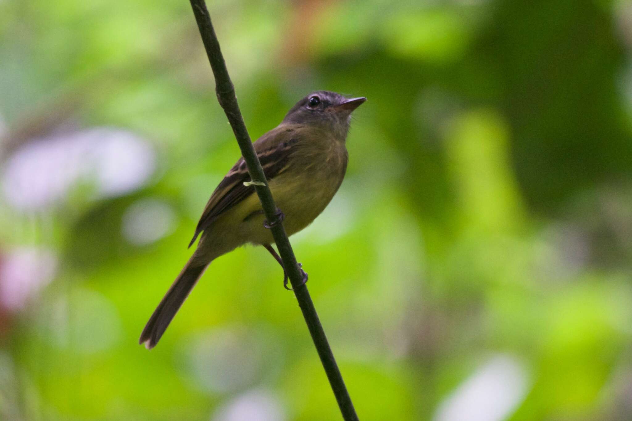 Image of Black-billed Flycatcher