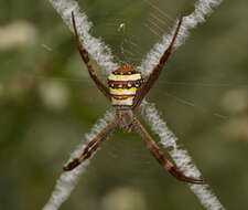 Image of Argiope aetherea (Walckenaer 1841)