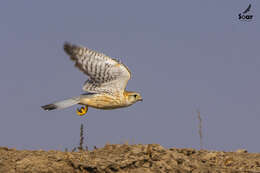 Image of Falco columbarius pallidus (Sushkin 1900)