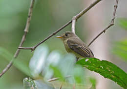 Image of Jamaican Pewee