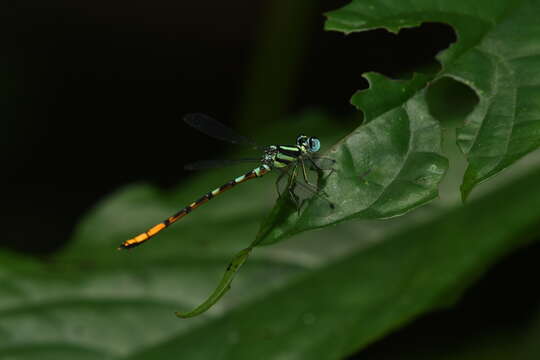 Imagem de Rhinagrion viridatum Fraser 1938