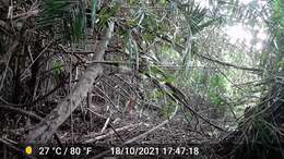 Image of Fire-footed Rope Squirrel