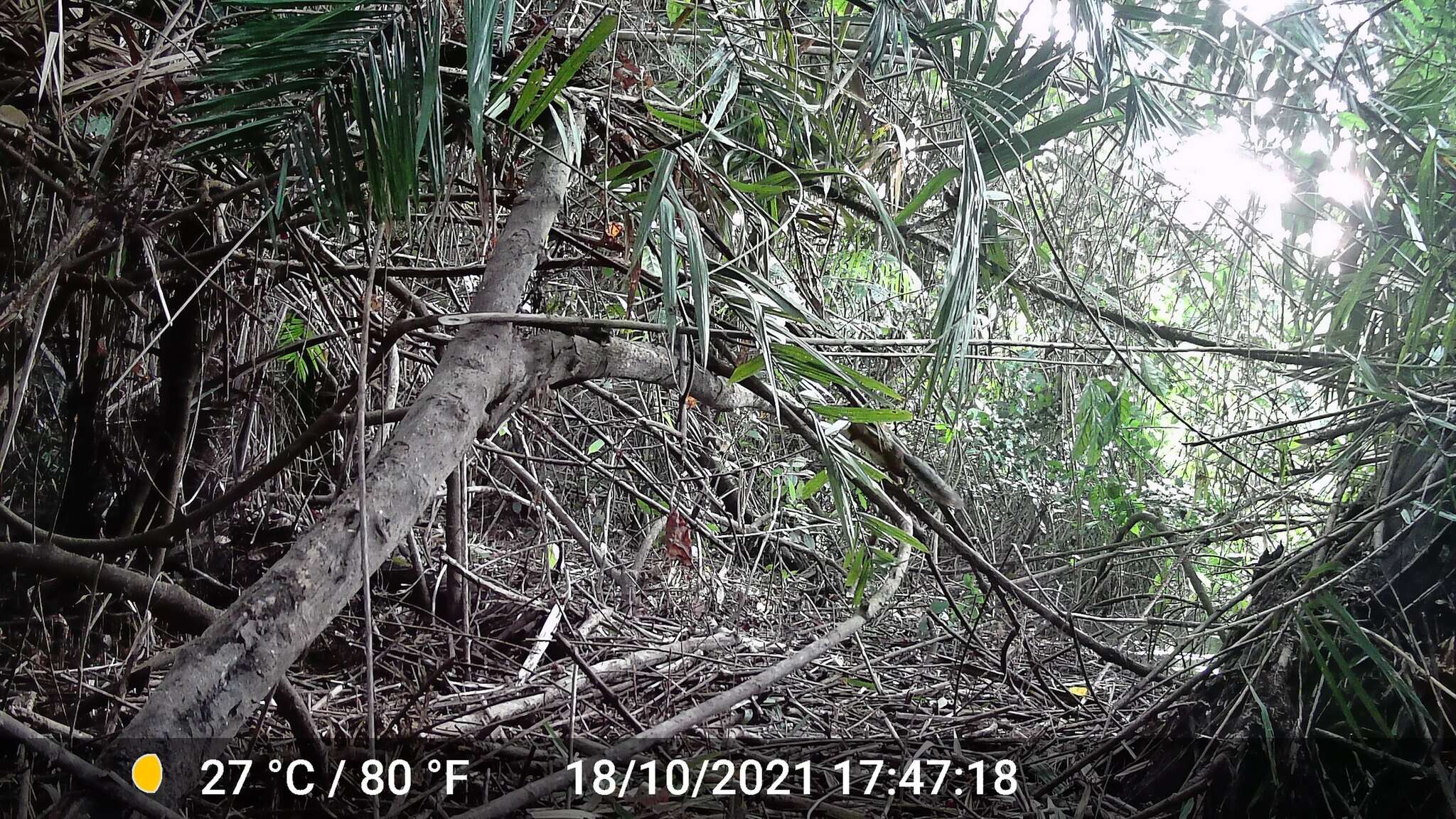 Image of Fire-footed Rope Squirrel