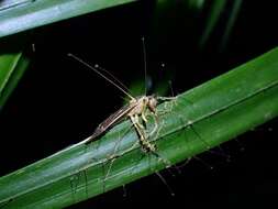 Plancia ëd Ophiocordyceps buquetii (Mont. & C. P. Robin) Spatafora, Kepler & Quandt 2015