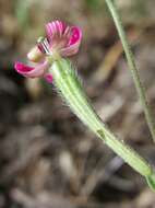 صورة Silene scabriflora Brot.