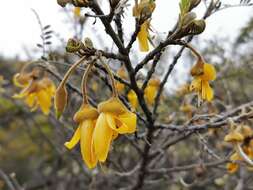 Image of Sophora denudata Bory