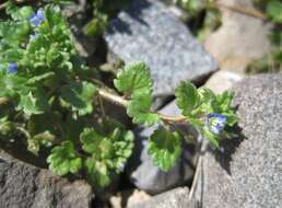 Image of Grey Field-speedwell