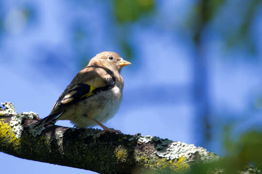 Carduelis carduelis carduelis (Linnaeus 1758)的圖片