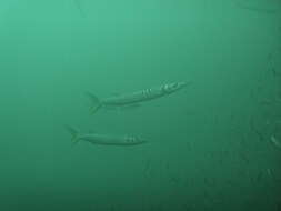 Image of Yellow Barracuda