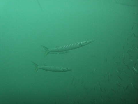 Image of Yellow Barracuda