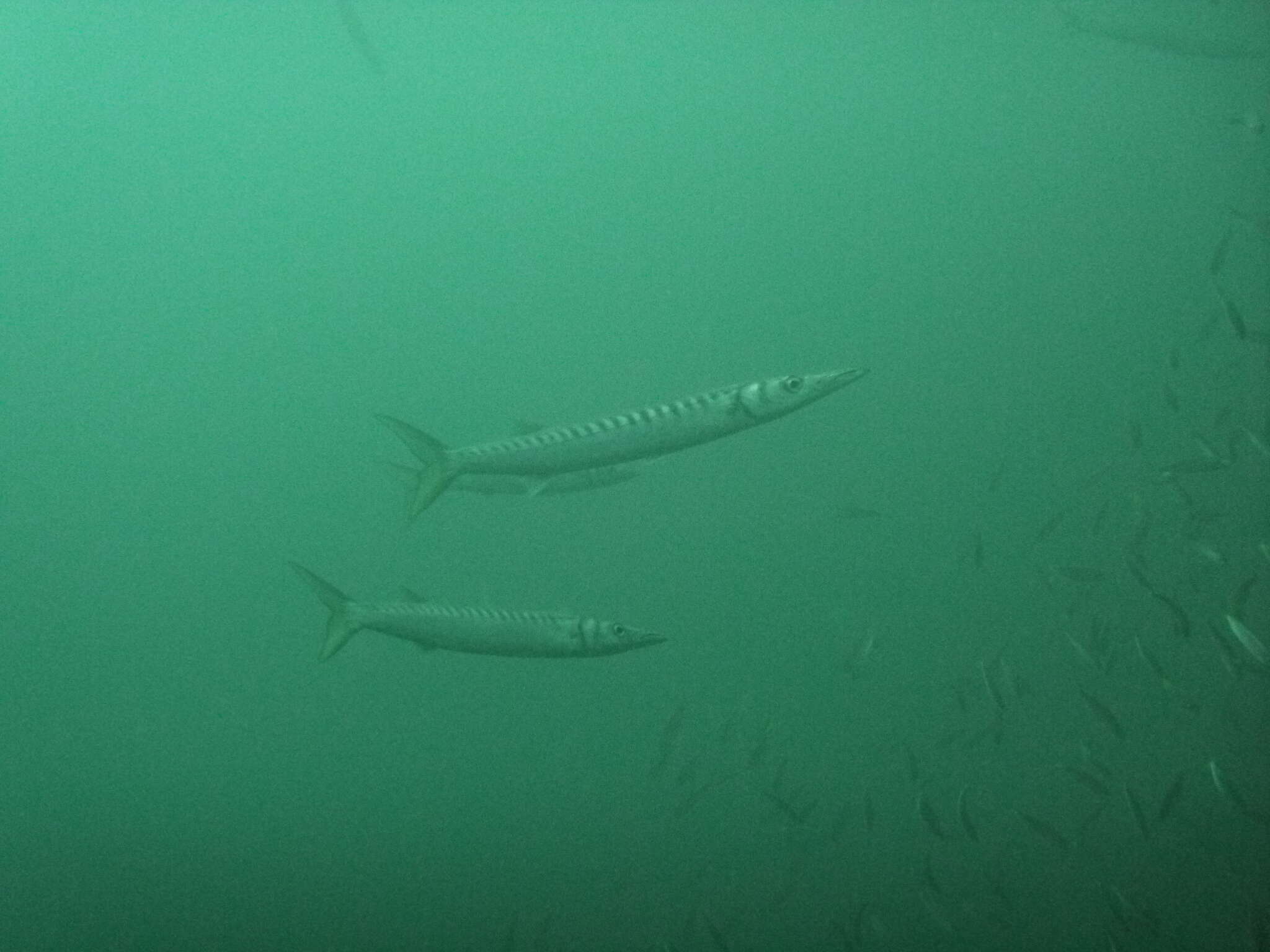 Image of Yellow Barracuda