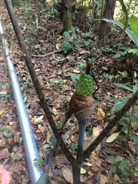 Image of Arisaema decipiens Schott