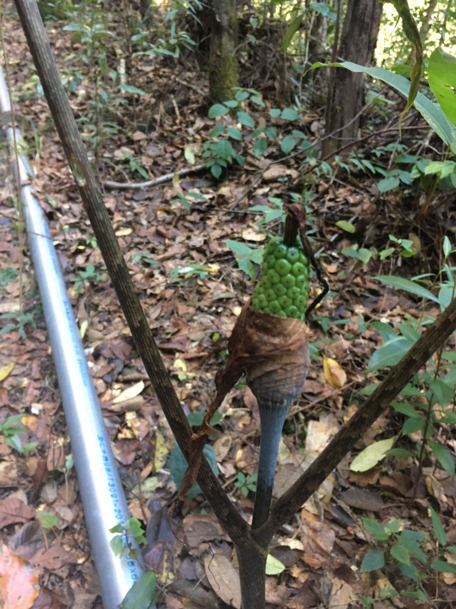 Imagem de Arisaema decipiens Schott