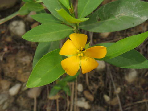 Image of Turnera weddelliana Urban & Rolfe