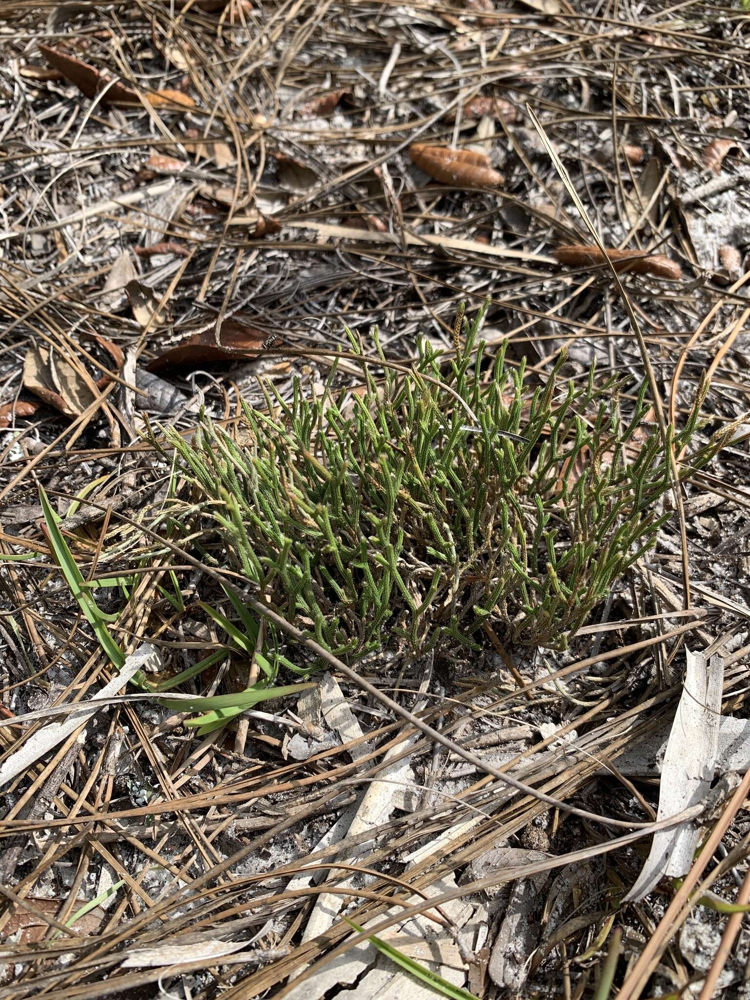 Image de Selaginella arenicola Underw.