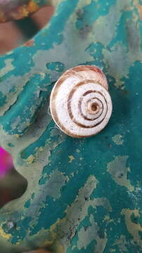 Image of Maritime gardensnail