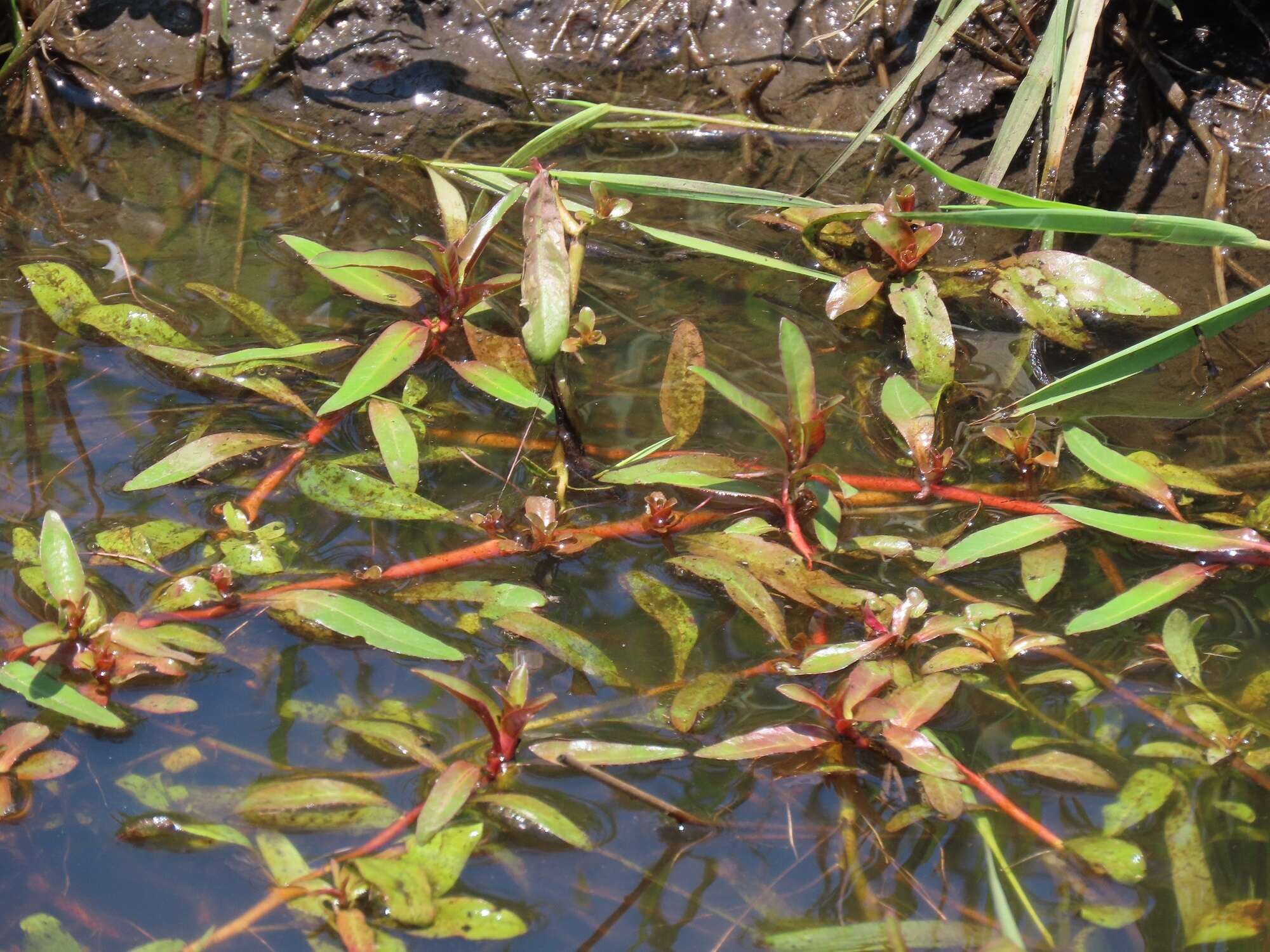 Image of Creeping ludwigia