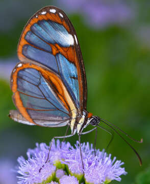 Image of Ithomia diasia hippocrenis Bates 1866