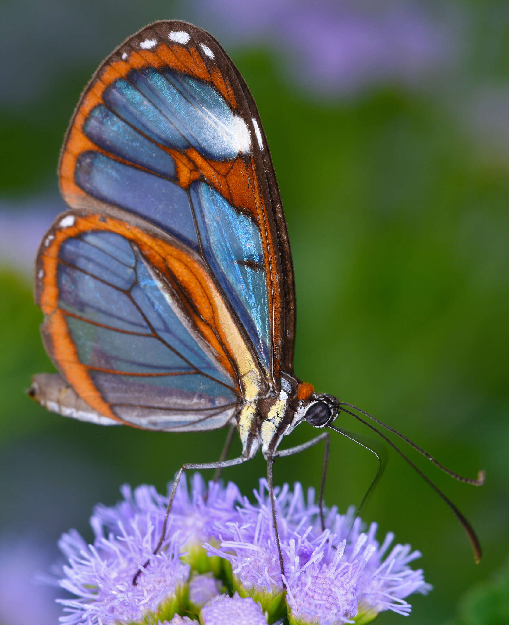 Imagem de Ithomia diasia hippocrenis Bates 1866