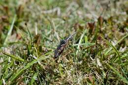 Image of Two-banded longhorn beetle