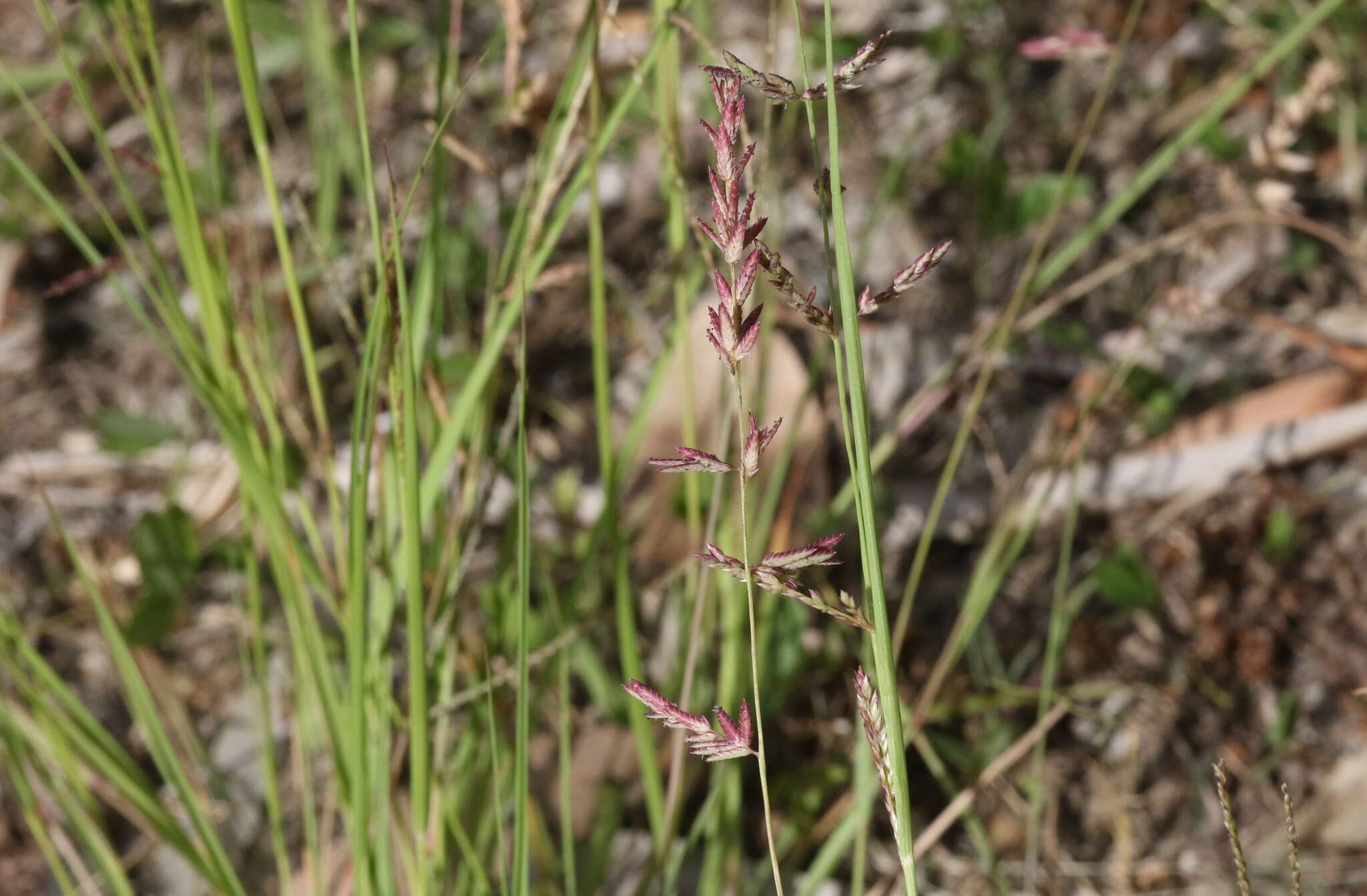 Image of Eragrostis spartinoides Steud.