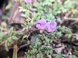 Imagem de Astragalus vexilliflexus Sheldon