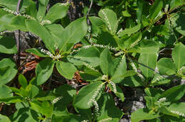 Image of Australian almond